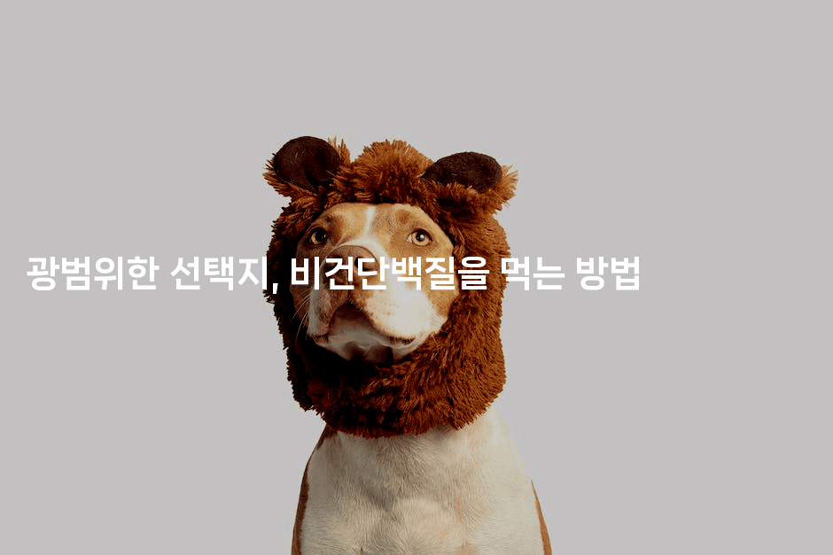 광범위한 선택지, 비건단백질을 먹는 방법-비건키친