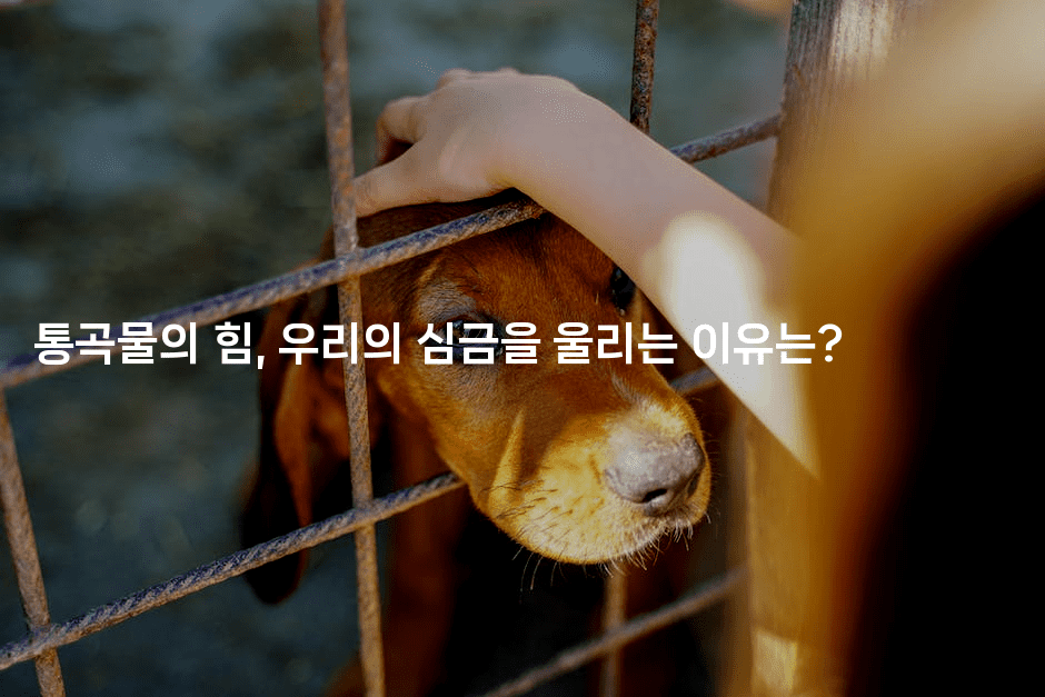 통곡물의 힘, 우리의 심금을 울리는 이유는?2-비건키친